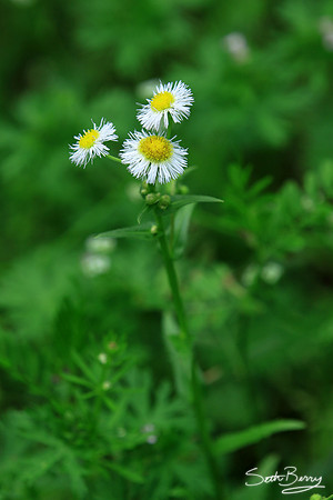 Field Wildflowers