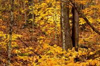 Autumn in Banner Elk, NC