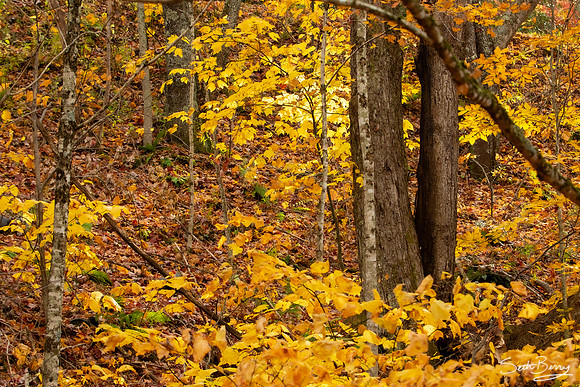 Autumn in Banner Elk, NC