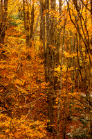 Autumn in Banner Elk, NC