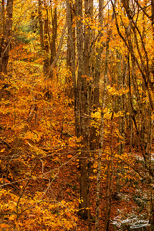 Autumn in Banner Elk, NC