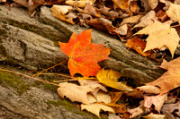 Autumn in Banner Elk, NC
