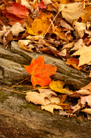 Autumn in Banner Elk, NC