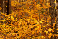 Autumn in Banner Elk, NC