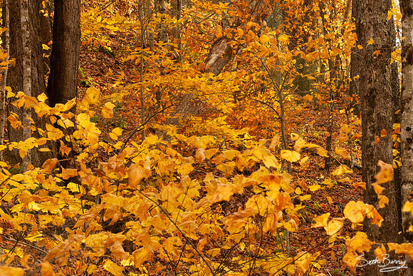 Autumn in Banner Elk, NC