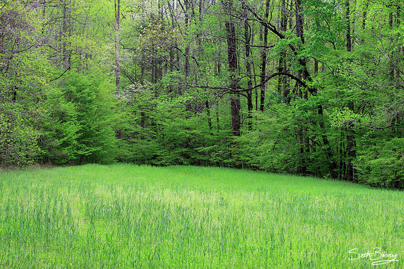 Grassy Fields