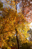 Autumn Oconee County