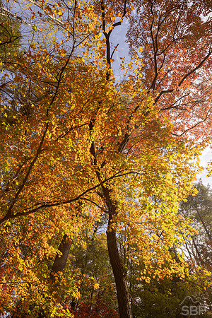 Autumn Oconee County