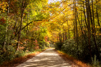 Autumn Road