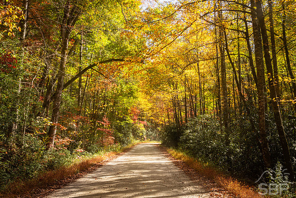 Autumn Road