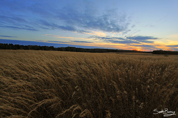 Fields of Gold