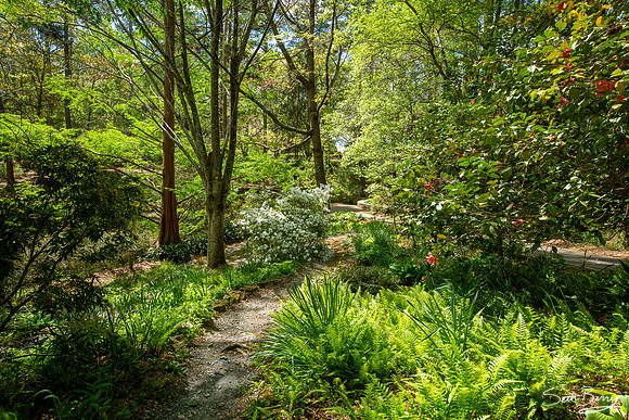 SC Botanical Gardens