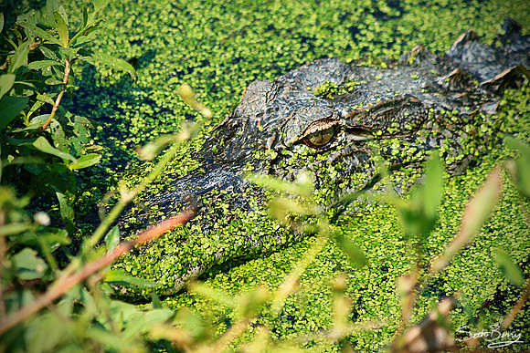 Stealth Gator