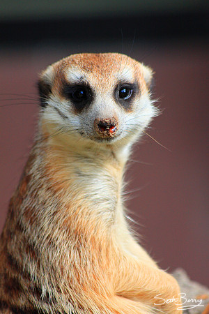 Meerkat