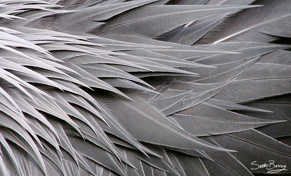 Crane Texture
