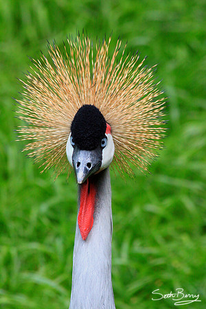 Crane
