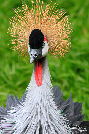 Ruffled Crane