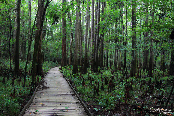 Congaree National Park