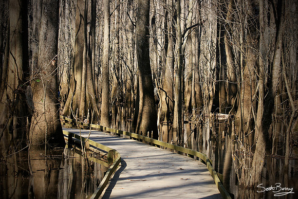 Congaree Boardwalk