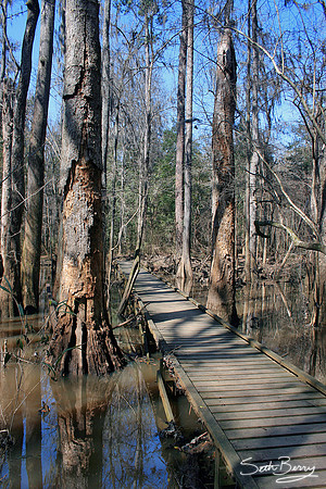 Low Boardwalk