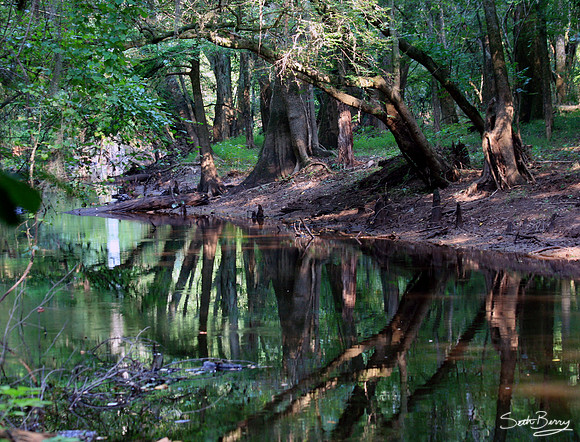 Congaree Swamp Reflections