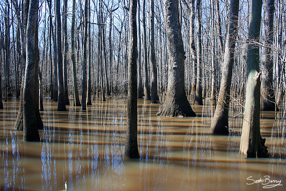 Murky Waters