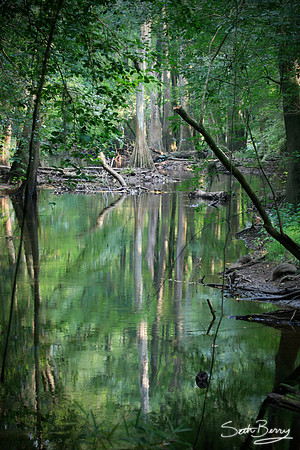 Congaree Reflections