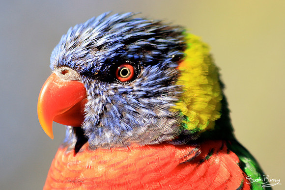 Colors of the Rainbow