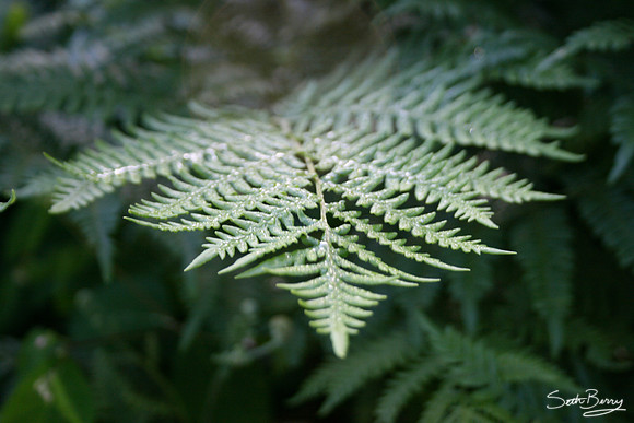 Morning Fern