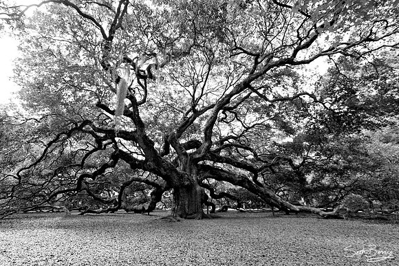 The Angel Oak