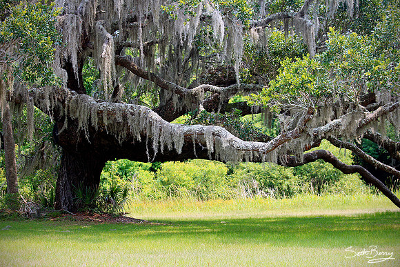 Old Mossy Oak
