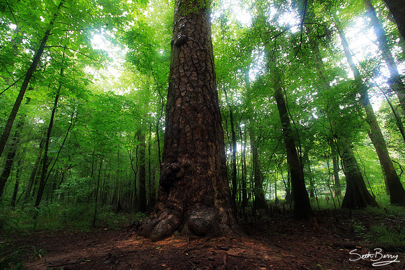 Champion Loblolly Pine