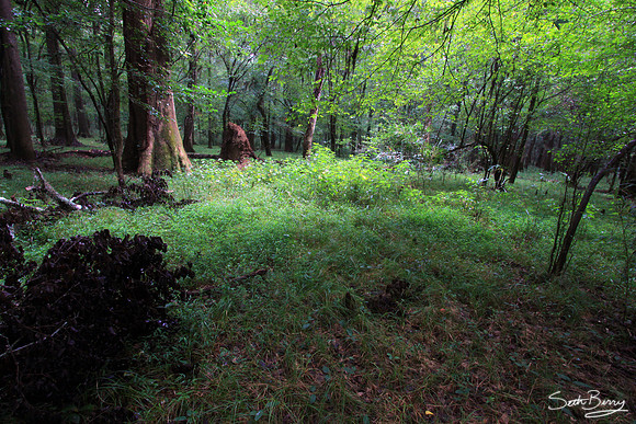 Congaree National Park