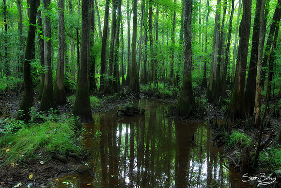 Congaree Swamp