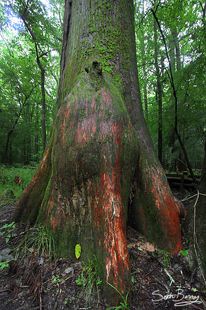 Congaree Cypress