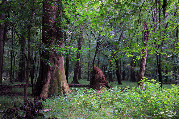 Congaree National Park