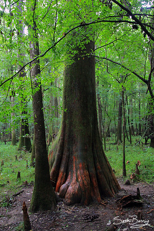 Congaree Cypress