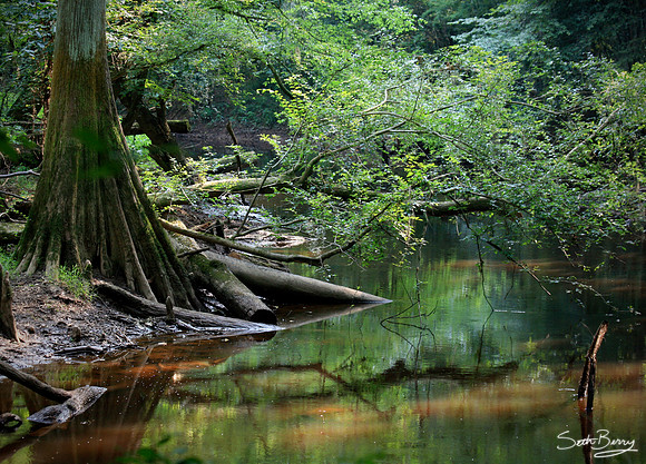 Congaree Swamp Reflections