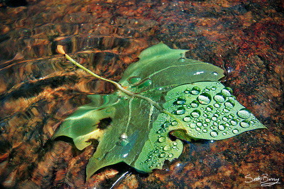 Rain Droplet Leaf