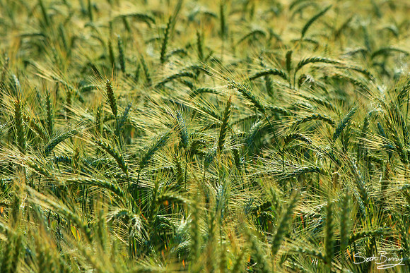 Fields of Grain