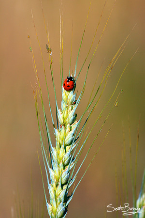 Lady Bug Diet
