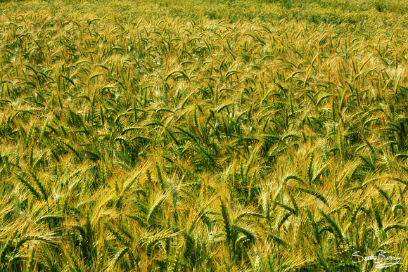 Golden Fields of Grain