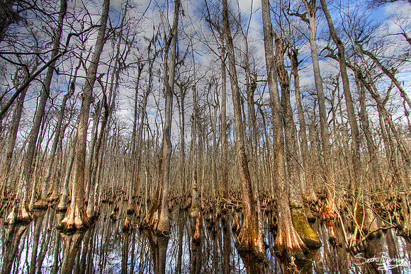 Four Holes Swamp
