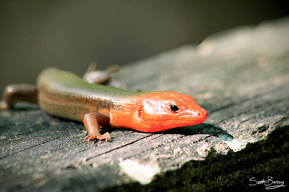 Red Skink