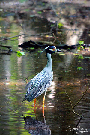 Yellow Crowned Heron