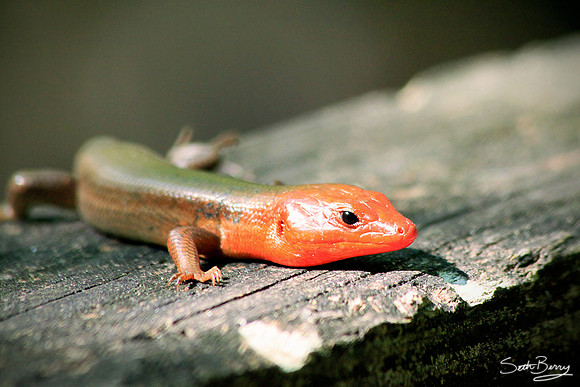 Red Skink
