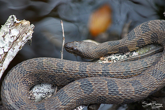 Brown Water Snake