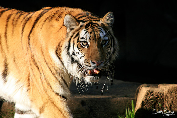 Eyes of a Tiger