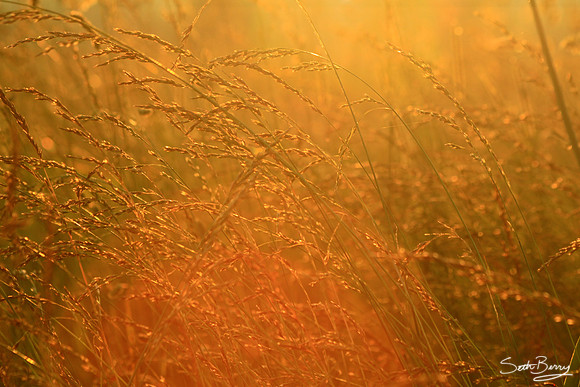 Cades Cove Field