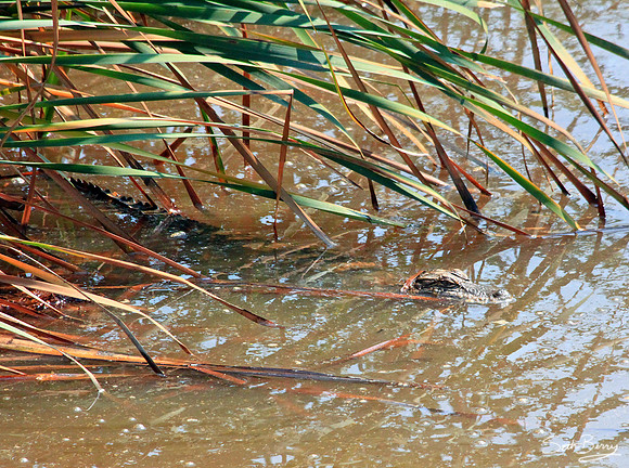 Baby Gator